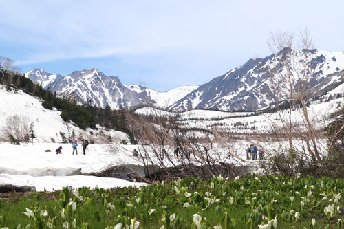 Desa Otari di Nagano “Taman Alam Tsugaike” Dibuka pada 7 Juni