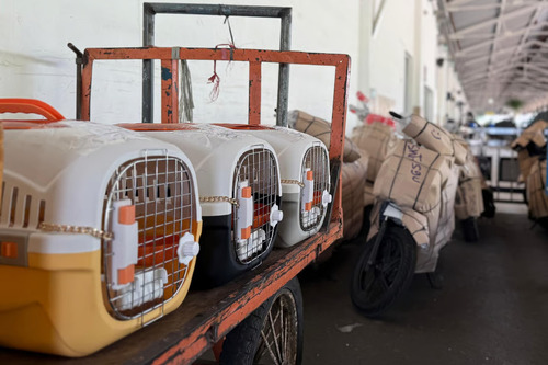 Pengiriman Hewan Peliharaan KAI Logistik Tembus 74.637 Ekor