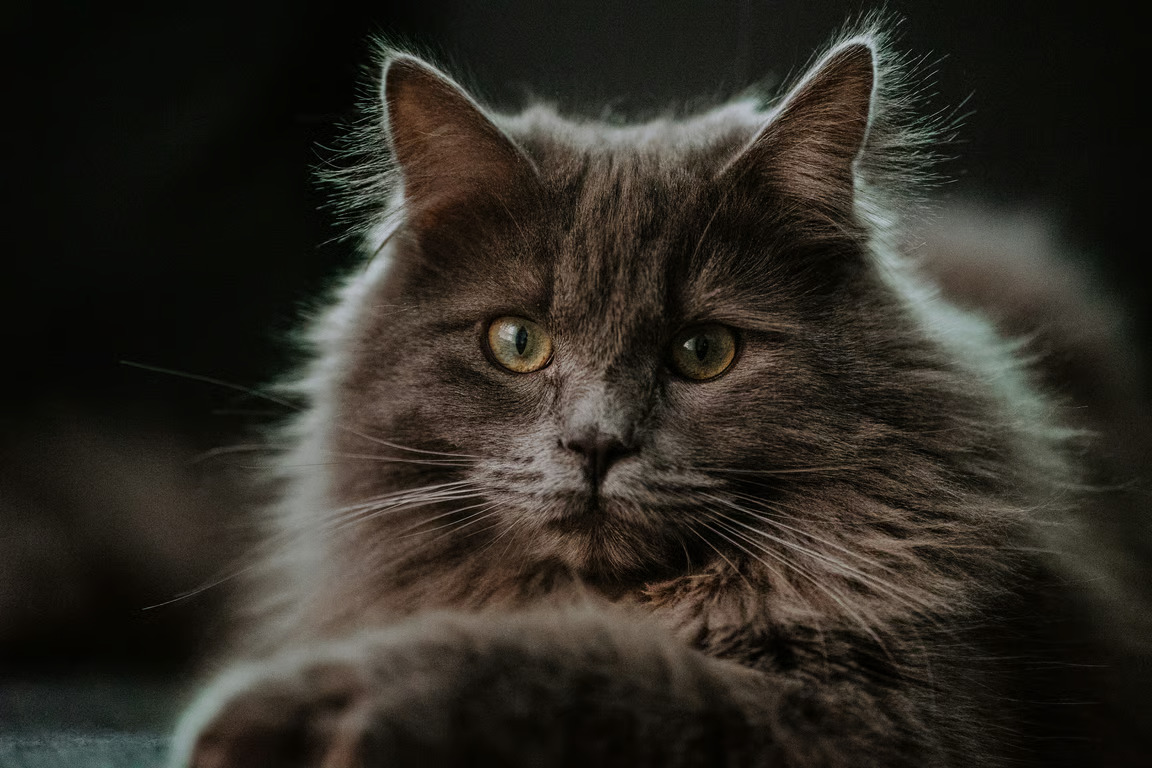 Kucing Maine Coon